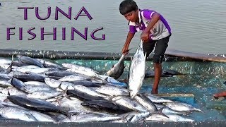 टूना मछली पकड़ना  TUNA Fish Fishing with boat  Gaint Tuna Fishing had Rich omega3 fatty acids [upl. by Aleece]