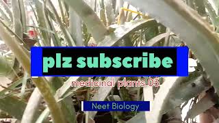 Aloe vera Aloe barbadensis Miller Family Liliaceae Neet Biology Plant 03 [upl. by Einot]