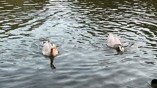 Bar headed geese pair [upl. by Wavell]