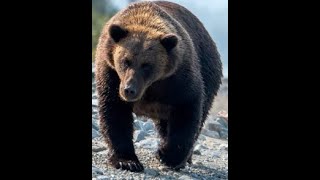 9 Horrific Bear Attacks From Around The World [upl. by Dolorita]