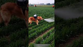 Amazing dog spray in fields 😱😱😱youtubeshorts shortsviral dog [upl. by Omor]