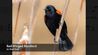 Red Winged Blackbird David Francey arr Mark Sirett [upl. by Eolcin]