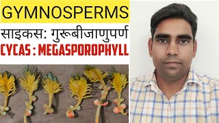 Cycas  Megasporophyll साइकस गुरुबीजाणुपर्ण [upl. by Petey853]