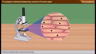 Scienze1osservazione al microscopio ottico delle cellule di una cipolla [upl. by Abbotsen231]