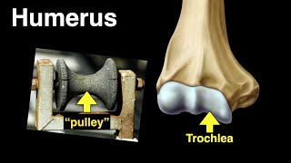 Humerus [upl. by Irelav]