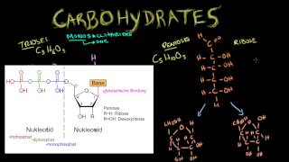 Carbohydrates [upl. by Sihon958]