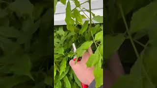 Summer Pruning Wisteria Growing Wisteria shorts shortvideo wisteria howto gardening pruning [upl. by Gilder963]