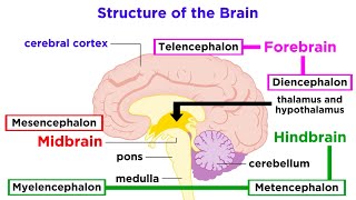 The Structure and Physiology of the Human Brain [upl. by Stanhope]