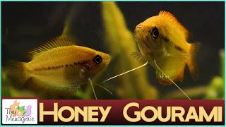 All About Honey Gourami The Perfect Tiny Gourami [upl. by Emanuele]