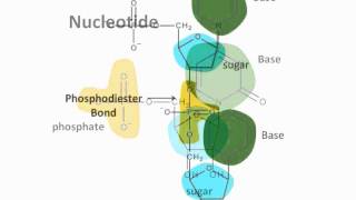 DNA An Introduction to Genetics Part 1 [upl. by Bearce561]