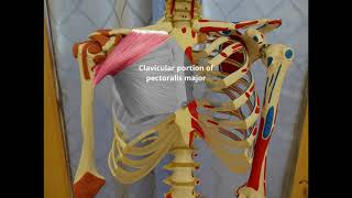 Manual Muscle Test for Shoulder Horizontal Adduction [upl. by Ahmad462]