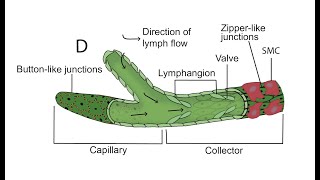 What Are the Best Ways to Get Lymph Moving Question to Bruno Chikly MD DO [upl. by Margareta]