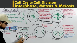 Cell Cycle or Cell division complete lecture Interphase Mitosis and Meiosis [upl. by Aneekan]