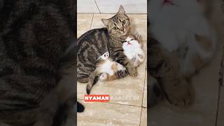 Kucing manja shorts videokucing treestory [upl. by Umeko]