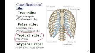 Brinjet Tipike  Typical Ribs [upl. by Egdamlat295]