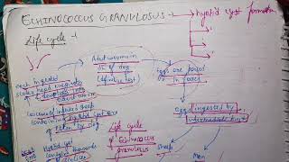 Echinococcus Granulosus Life Cycle Microbiology [upl. by Merilyn]