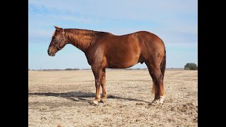 2019 AQHA Gelding Ranch Versatility [upl. by Camala482]