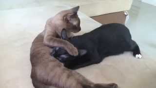 Female cat feeding empty milk to her adopted child [upl. by Tada]