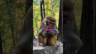 Crazy monkey full hd vidioanimal monkey [upl. by Ainoloppa]