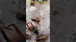 Cricket Chirping Close Up Cricket Sounds phucsanimalhouse crickets insect [upl. by Manolo]