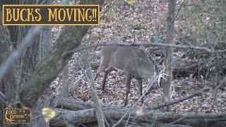 Bucks Chasing Does  THE RUT HAS BEGUN  Deer Hunting 2024 [upl. by Suitangi748]