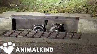 Sneaky raccoons compilation  Animalkind [upl. by Wivestad]