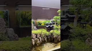 Paludarium penjing 🌳⛩️ paludarium aquarium shorts [upl. by Idnahk]