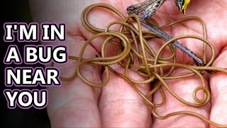 Horsehair Worm facts not for the squeamish  Animal Fact Files [upl. by Oicul834]