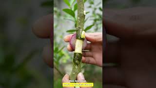 🌿A great method of propagation Lemon tree by air layering without using Soil lemontree gardening [upl. by Gena372]