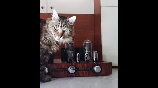 845 LIUTO FOR CARMELO 845 Pure Class A tube integrated amplifier  PETER 2024 [upl. by Hilda285]