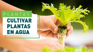 Hidroponía claves para cultivar plantas en agua  Verdecora [upl. by Leimad]