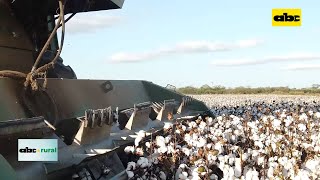 Manejos agronómicos para el cultivo de algodón en el Chaco [upl. by Nemrak888]