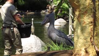 Shoebill Feeding Time [upl. by Chaffee]