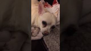 Chihuahua has congestive heart failure [upl. by Tebazile109]