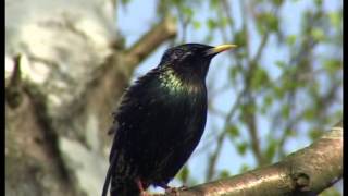 Der Star ein perfekter Imitator und quotBauchrednerquot  Sturnus vulgaris [upl. by Yerffoeg]