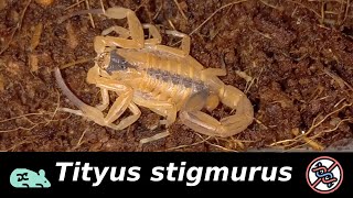 Tityus stigmurusЯд который разрушает ДНК [upl. by Braynard759]