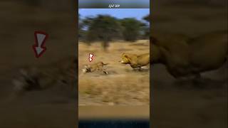 Why do lions rarely hunt cheetahs lion cheetah animals [upl. by Ecurb984]