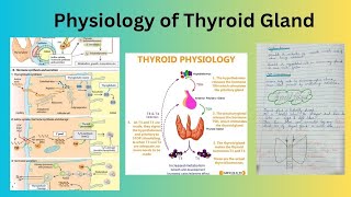 Physiology of Thyroid Gland [upl. by Needan947]