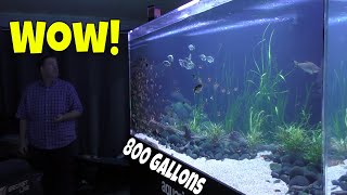 This 800 gallon Aquarium will Change the Way you Look at Monster Fish Tanks [upl. by Kessler853]