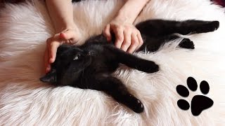 ASMR kitten purring continuously for 20 minutes [upl. by Nageem]