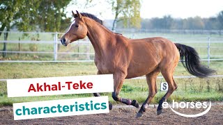 Akhal Teke  characteristics origin amp disciplines [upl. by Urbano493]