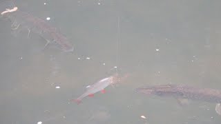 The Best Pike Footage Ever Recorded [upl. by Worthington]