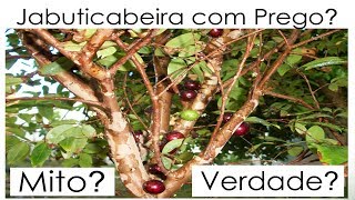 JABUTICABEIRA COM PREGO É MITO OU VERDADE [upl. by Annaek135]