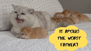 Cat father crying kittens meows First time kittysitting [upl. by Roselyn260]