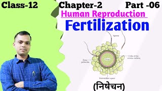 Fertilization of egg and sperm in human  How does fertilization occur in human [upl. by Enilrae]