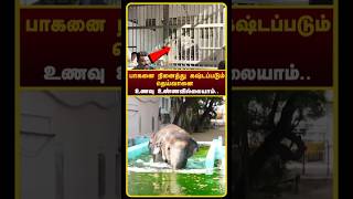 Tiruchendur Elephant Issue  Tiruchendur Elephant  Tiruchendur Temple Elephant Attack  shorts [upl. by Shaver]