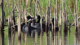 20241007 American Coots 2 [upl. by Hortense829]