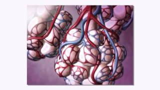 22 La Fibrose Pulmonaire [upl. by Adnawuj]