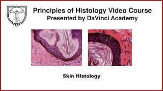 Skin Histology Integumentary System Histology Part 1 of 2 [upl. by Lundgren]