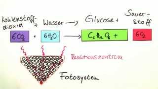 Photosynthese  lichtabhängige Reaktion Teil 2  Biologie  Botanik [upl. by Nuri]